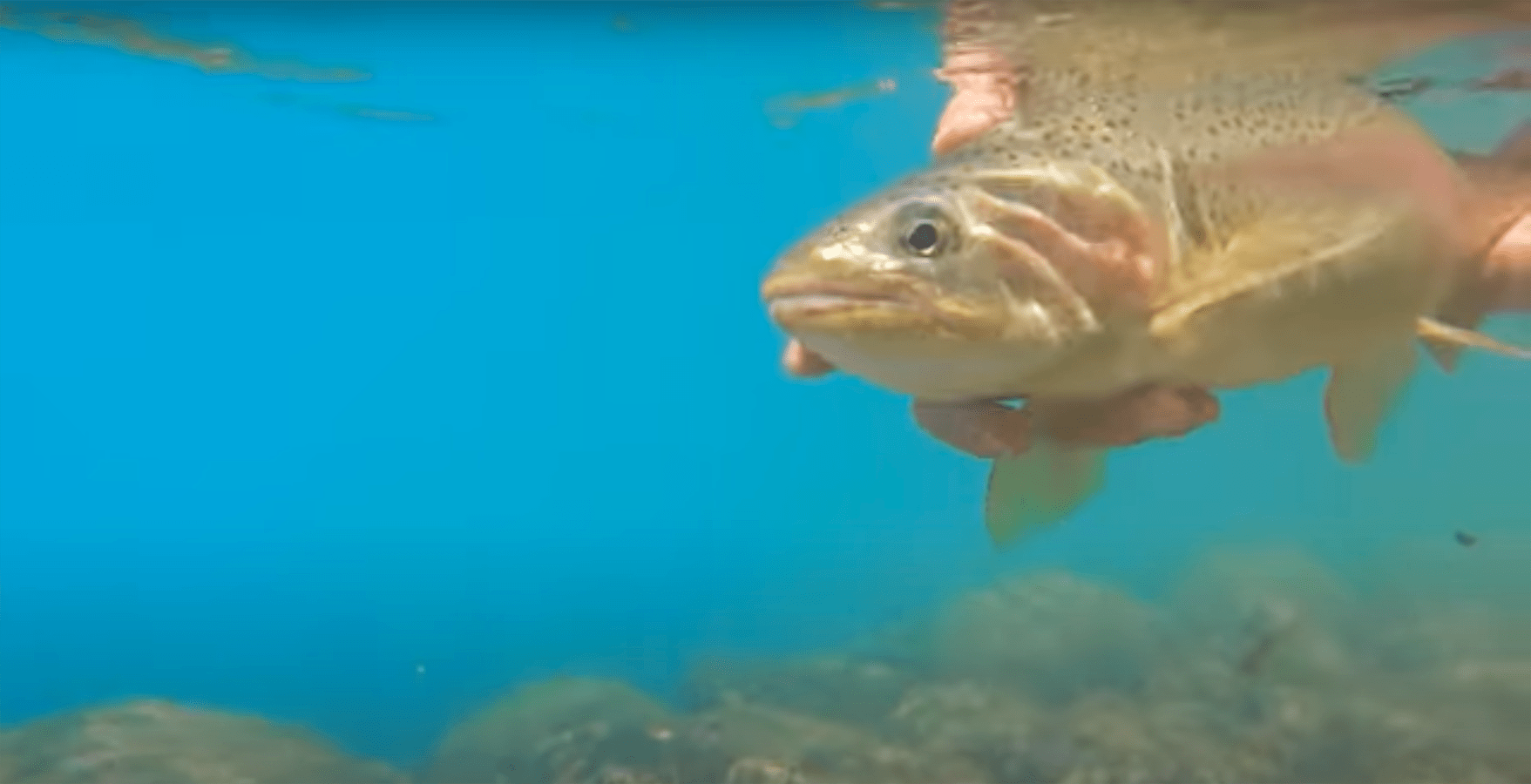 "Summer Drift Boat & Dry Fly Fishing for Rainbow Trout. Patagonia Dry