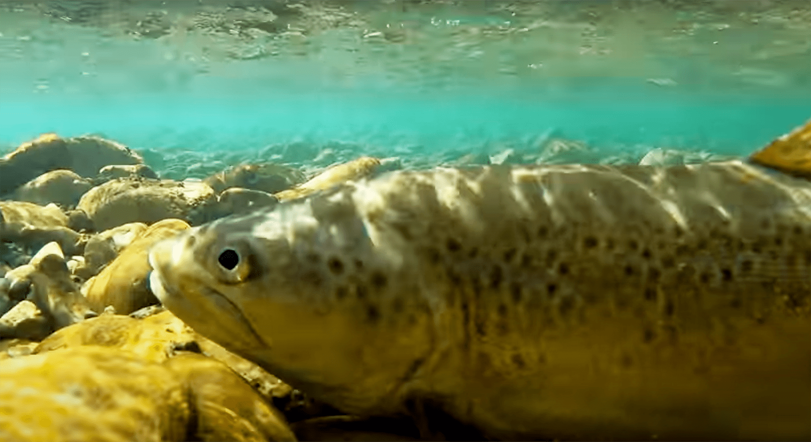 "Exploring WorldRenowned Brown Trout River Big Fish on Big Drys