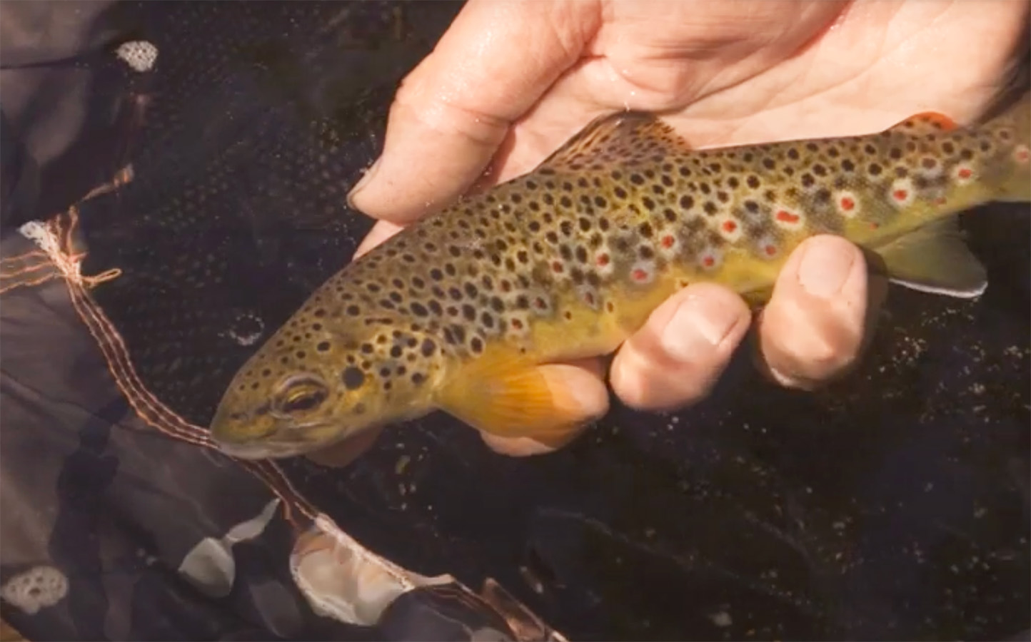 "Fly Fishing Devon's River" MidCurrent