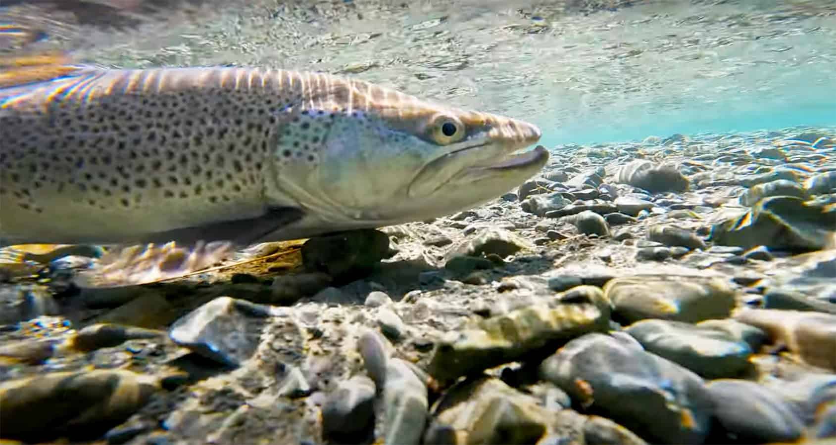 "Clear Water Fly Fishing" MidCurrent