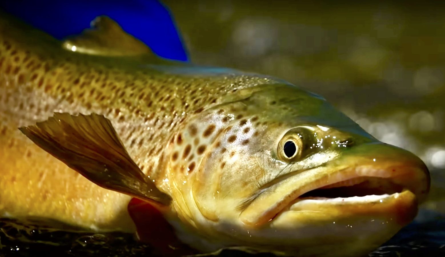 "Beyond Water Temperature Observing Trout Behavior and Environmental