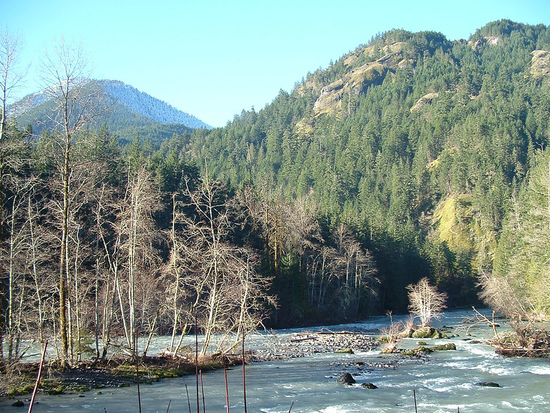 Strong Fish Counts in Elwha River MidCurrent