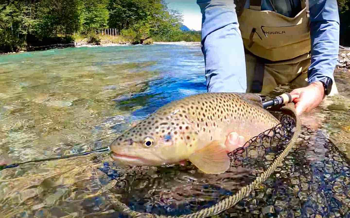 Small Rivers, Big Beetles, and Brown Trout MidCurrent