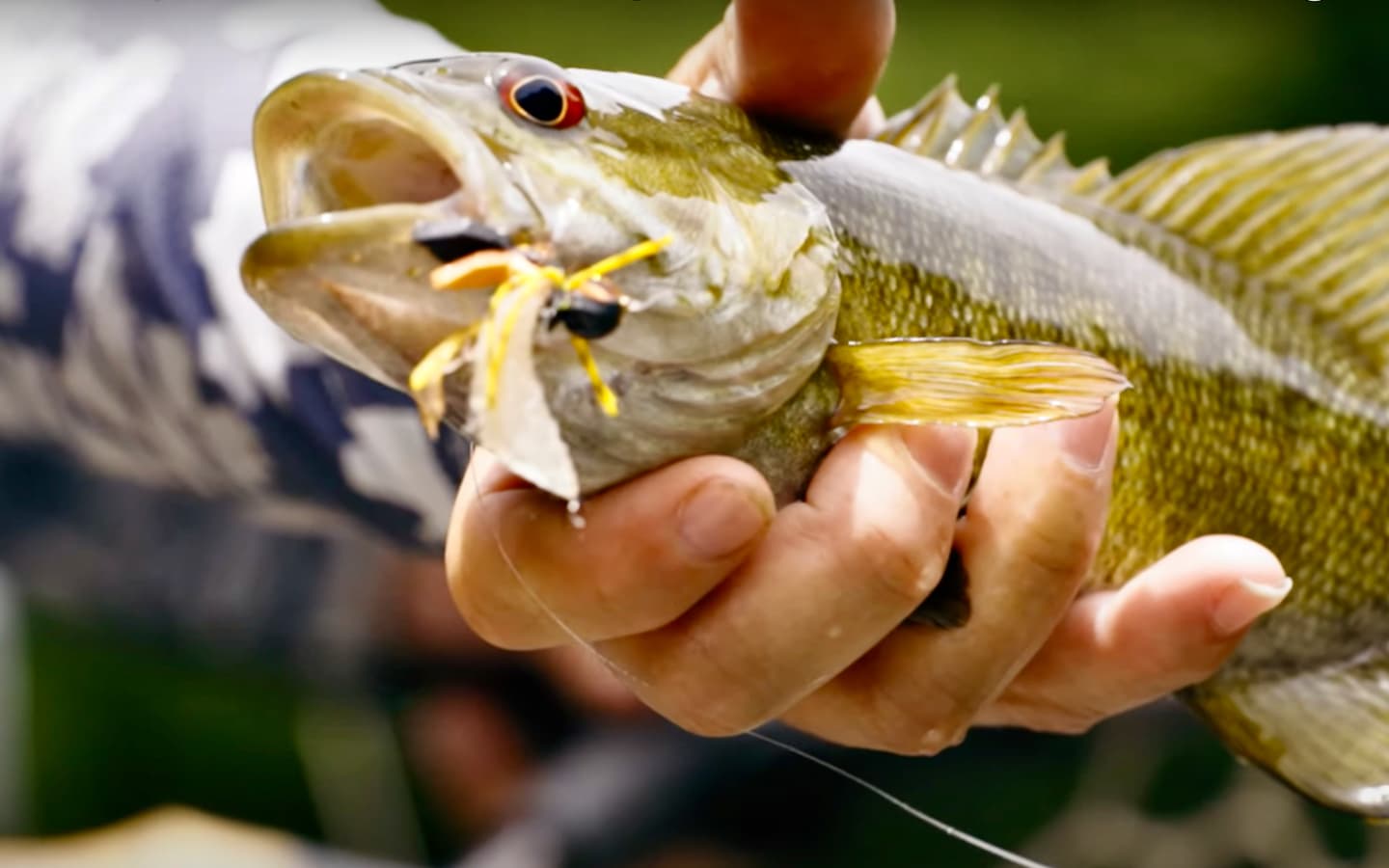 Fly Fishing Nashville The 240Year Double Cicada Brood MidCurrent