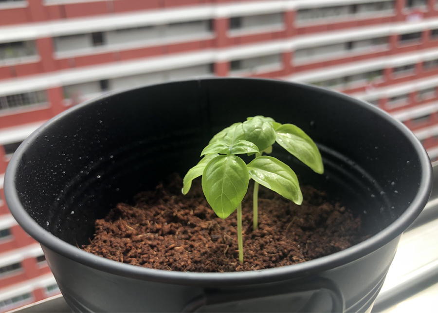 My Boss Forced Me To Grow A Plant To Show Everyone How Easy Gardening
