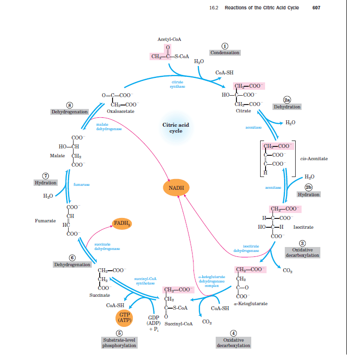 Biochemical Pathways Tca Cycle