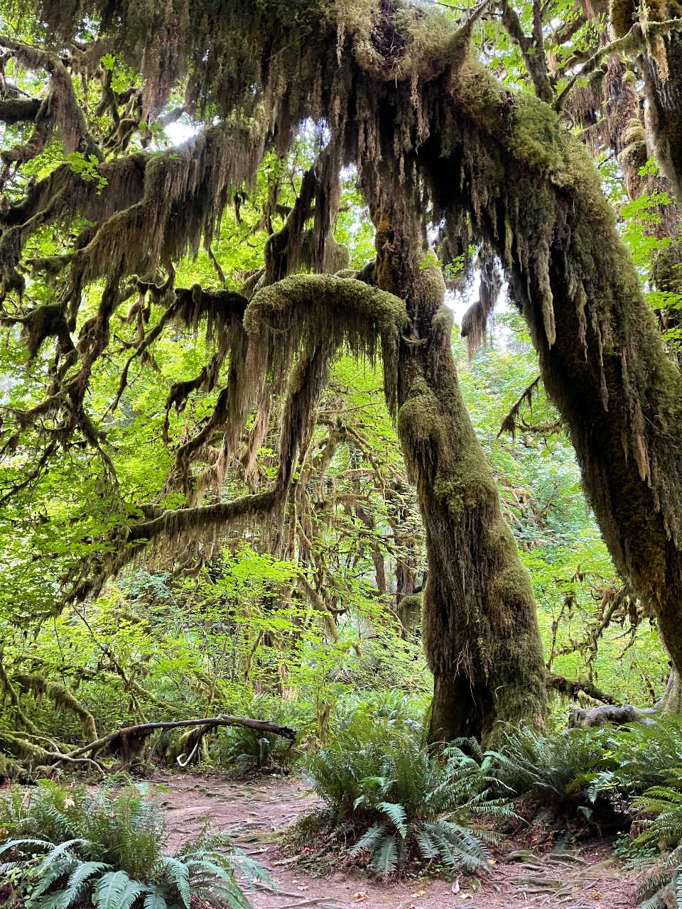 How the Hoh Rainforest is an Olympic Peninsula Dream ⋆ Middle Journey