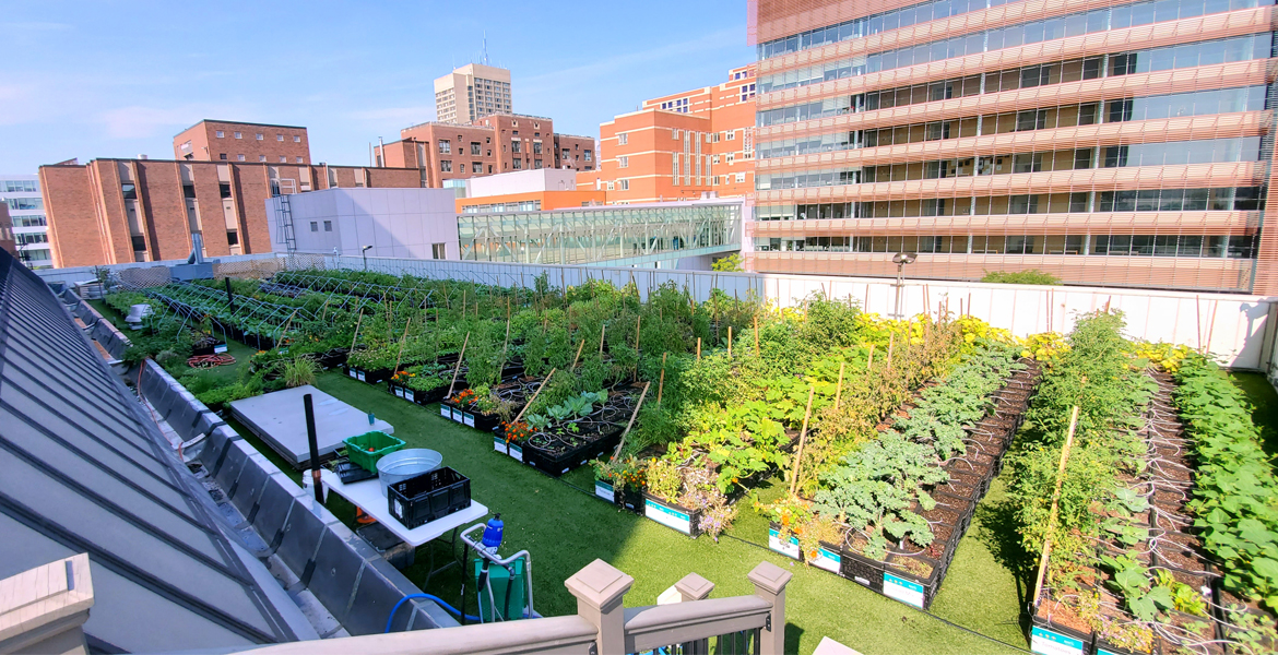 Commercial Construction Rooftop Garden Healthcare Dracut, MA