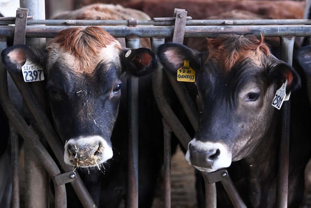 Stover Farms Where Tradition Meets Modern Farming Middlesex Township