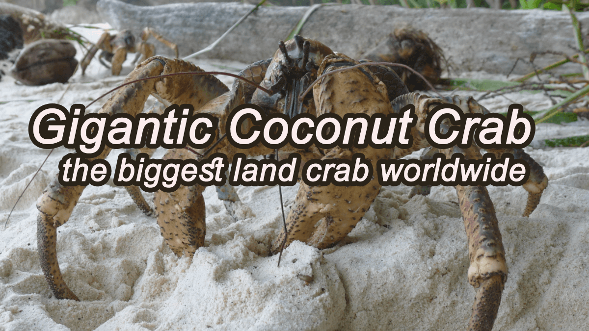 Gigantic Coconut Crab The Biggest Land Crab Worldwide