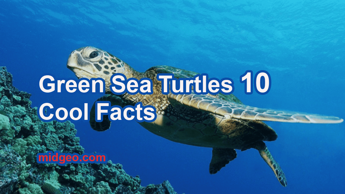 10 Fun Facts About Green Sea Turtles Endangered Animals