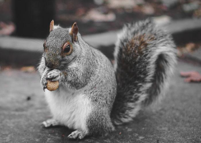 Squirrel bites child Mid Hudson News