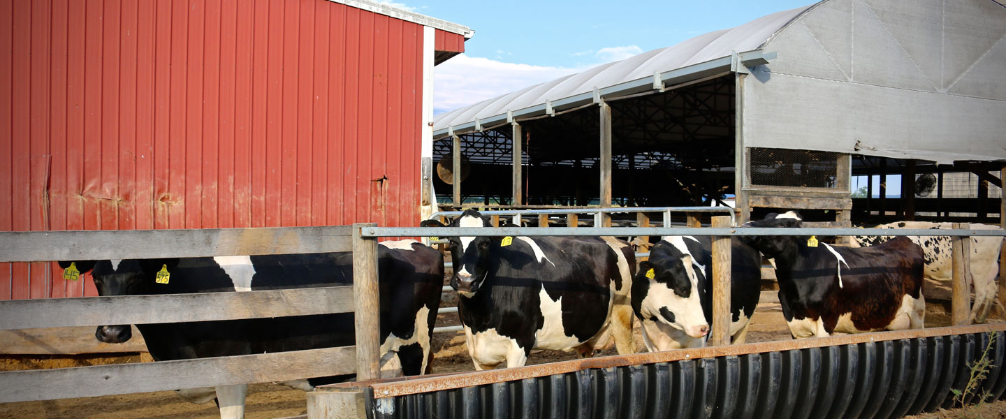 MidMaryland Dairy Veterinarians