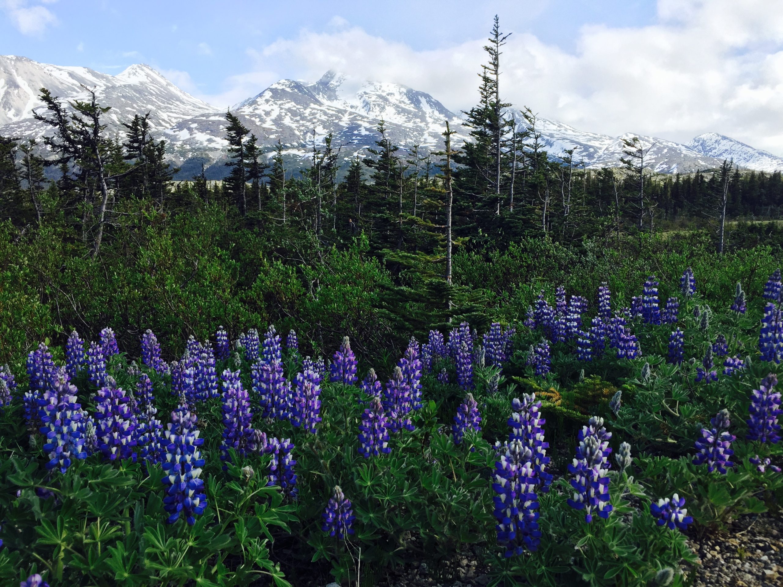 White Pass Summit Tour Midnight Sun Excursions