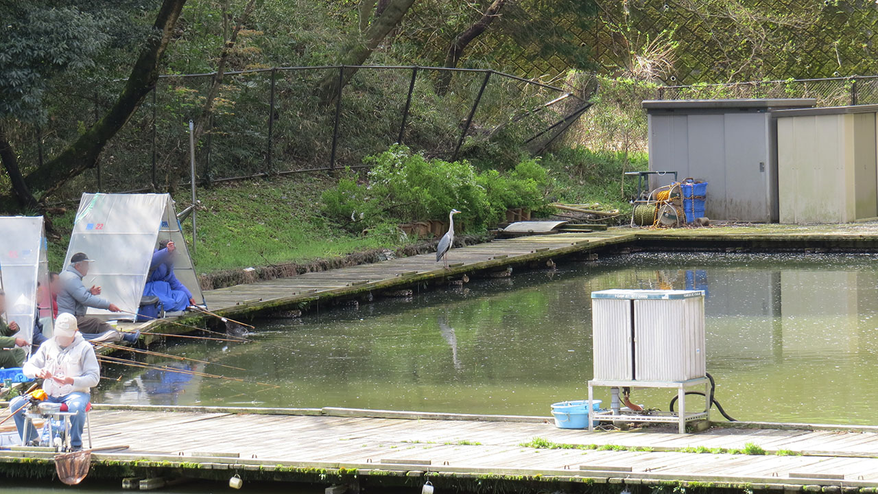 アオサギ釣り堀 みどりの鳥 〜横浜市北部・緑区周辺の野鳥紹介〜