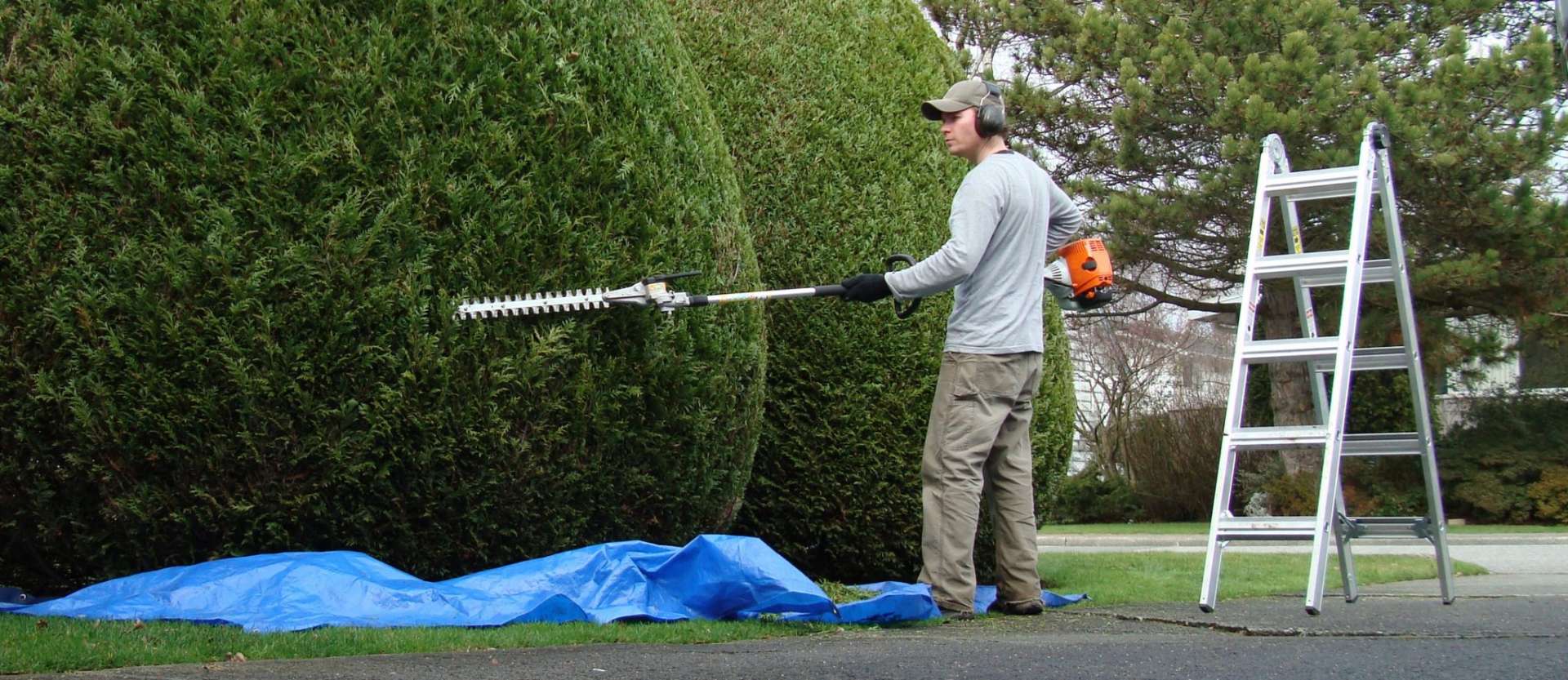 Shrubs & Tree trimming Toronto Midtown Landscaping Inc.