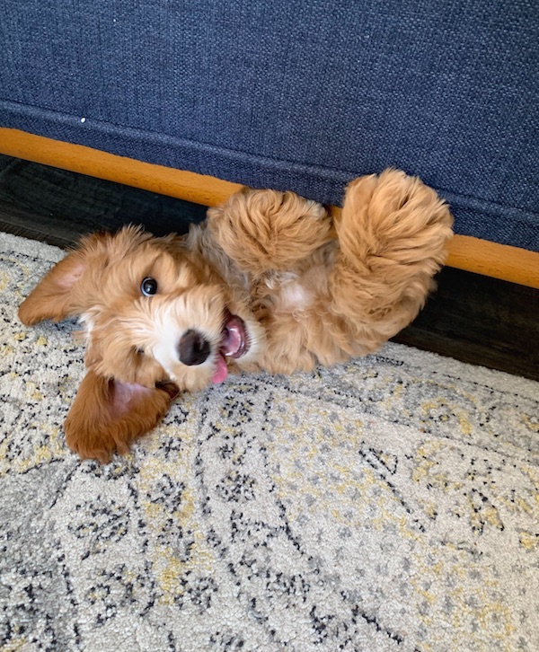 Pet Sitting Midtown Mutts