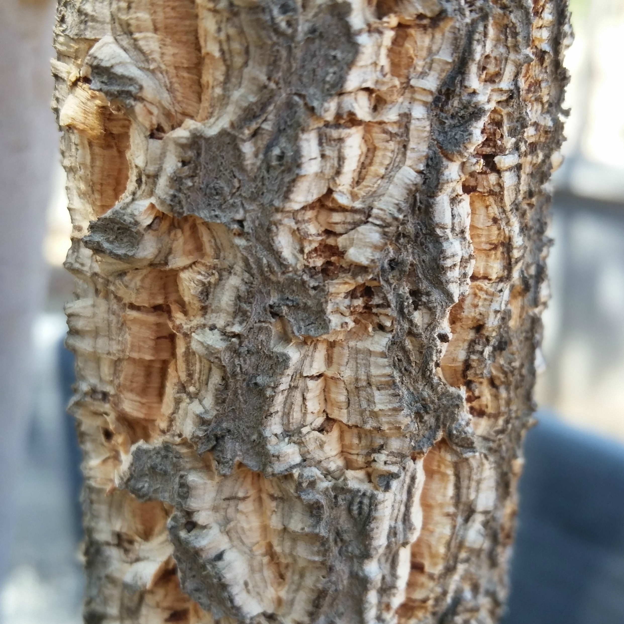 Quercus suber Cork Oak Mid Valley Trees