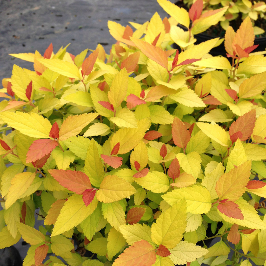 Spiraea japonica Double Play® 'Candy Corn®' Spirea Mid Valley Trees