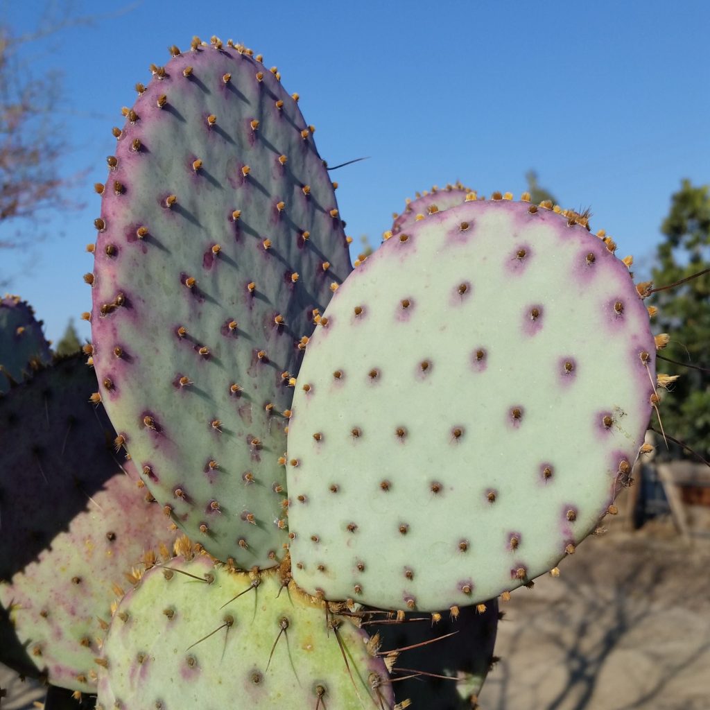 Opuntia santarita Prickly Pear Cactus Mid Valley Trees