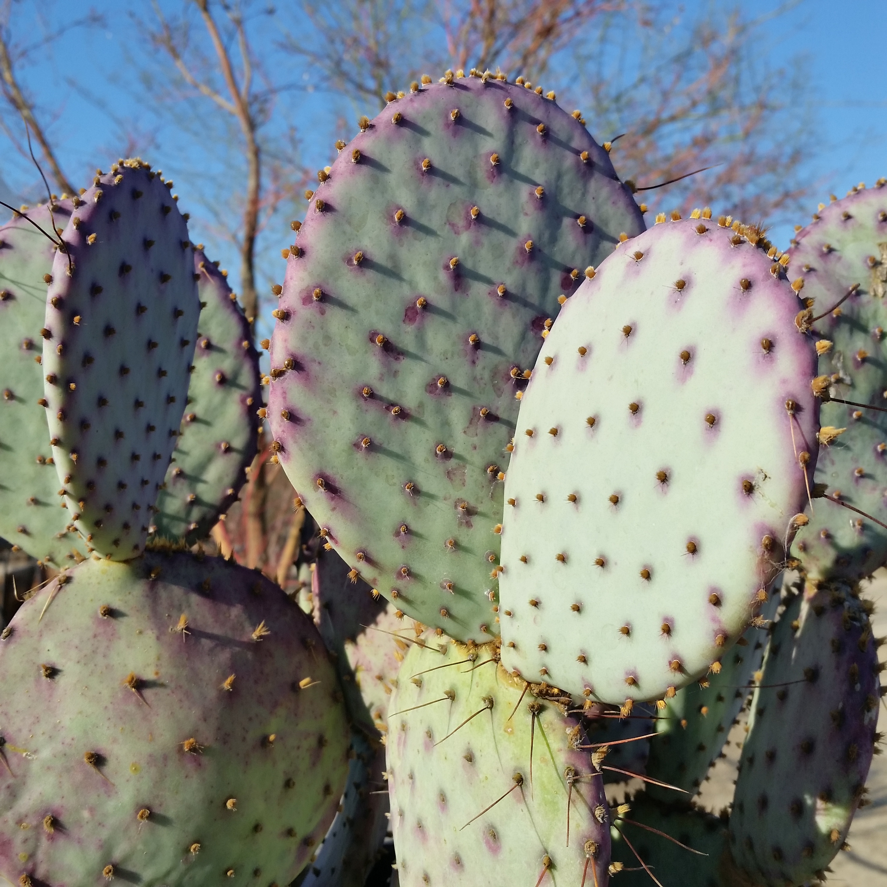 Opuntia santarita Prickly Pear Cactus Mid Valley Trees