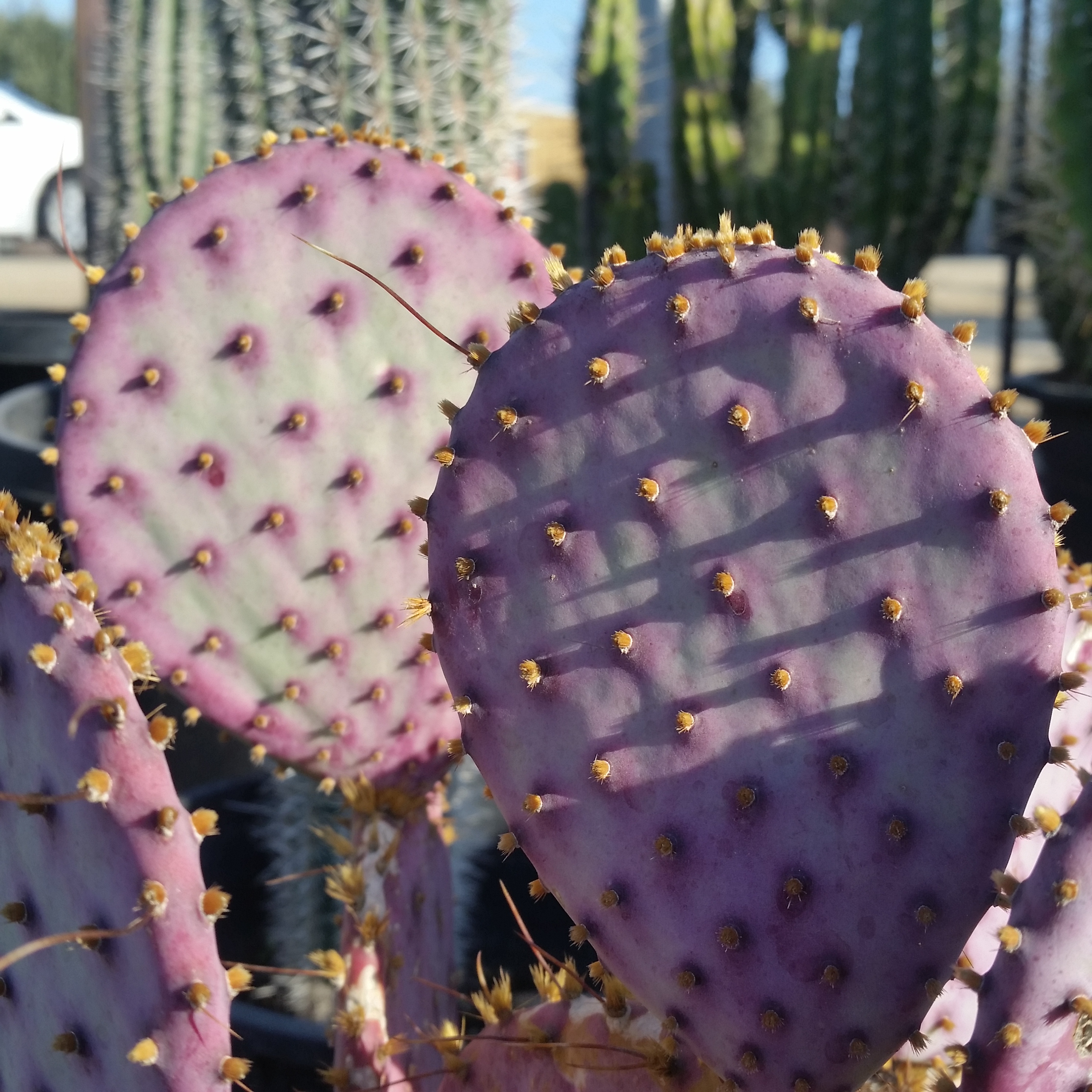 Opuntia santarita Prickly Pear Cactus Mid Valley Trees