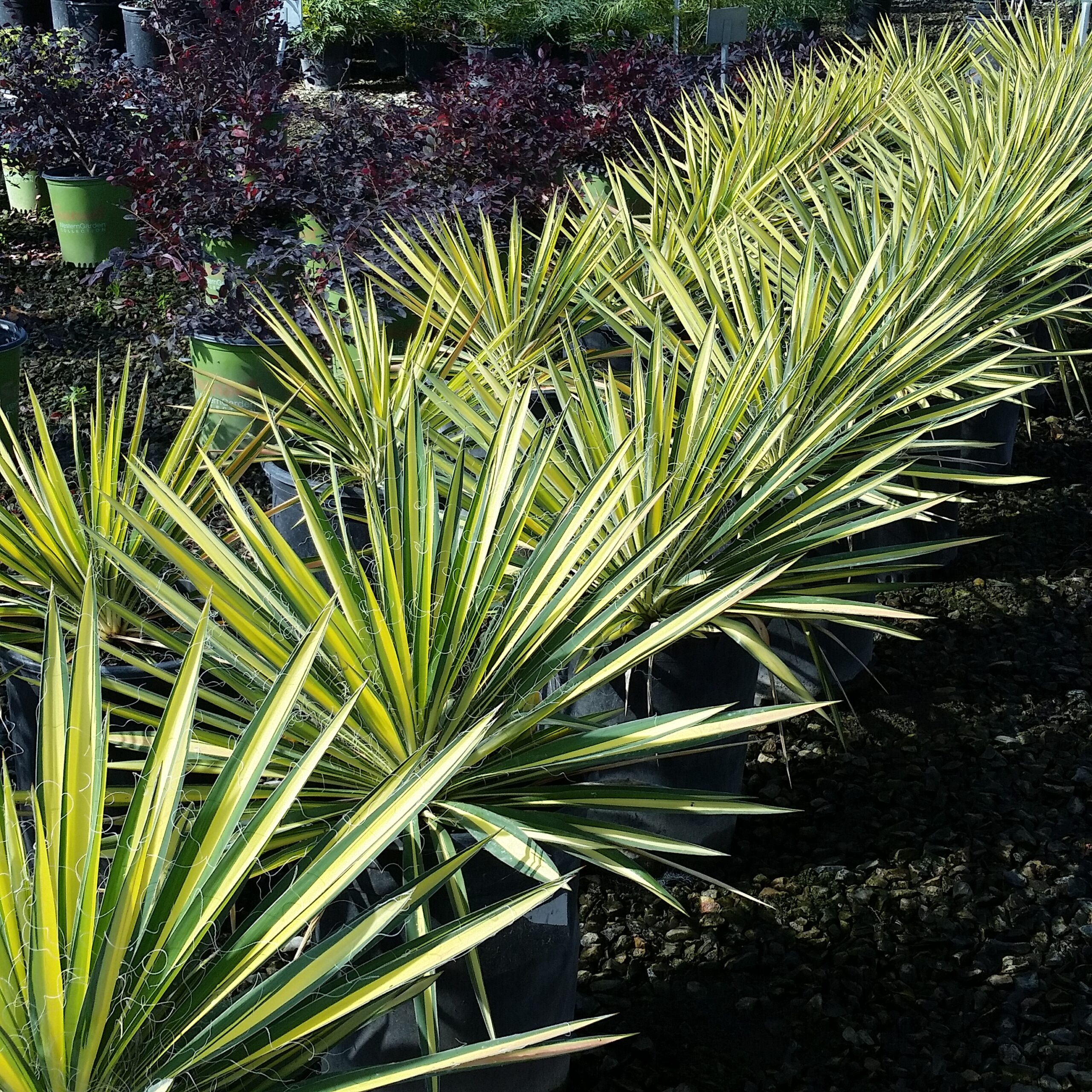 Yucca filamentosa 'Bright Edge' Variegated Yucca Mid Valley Trees