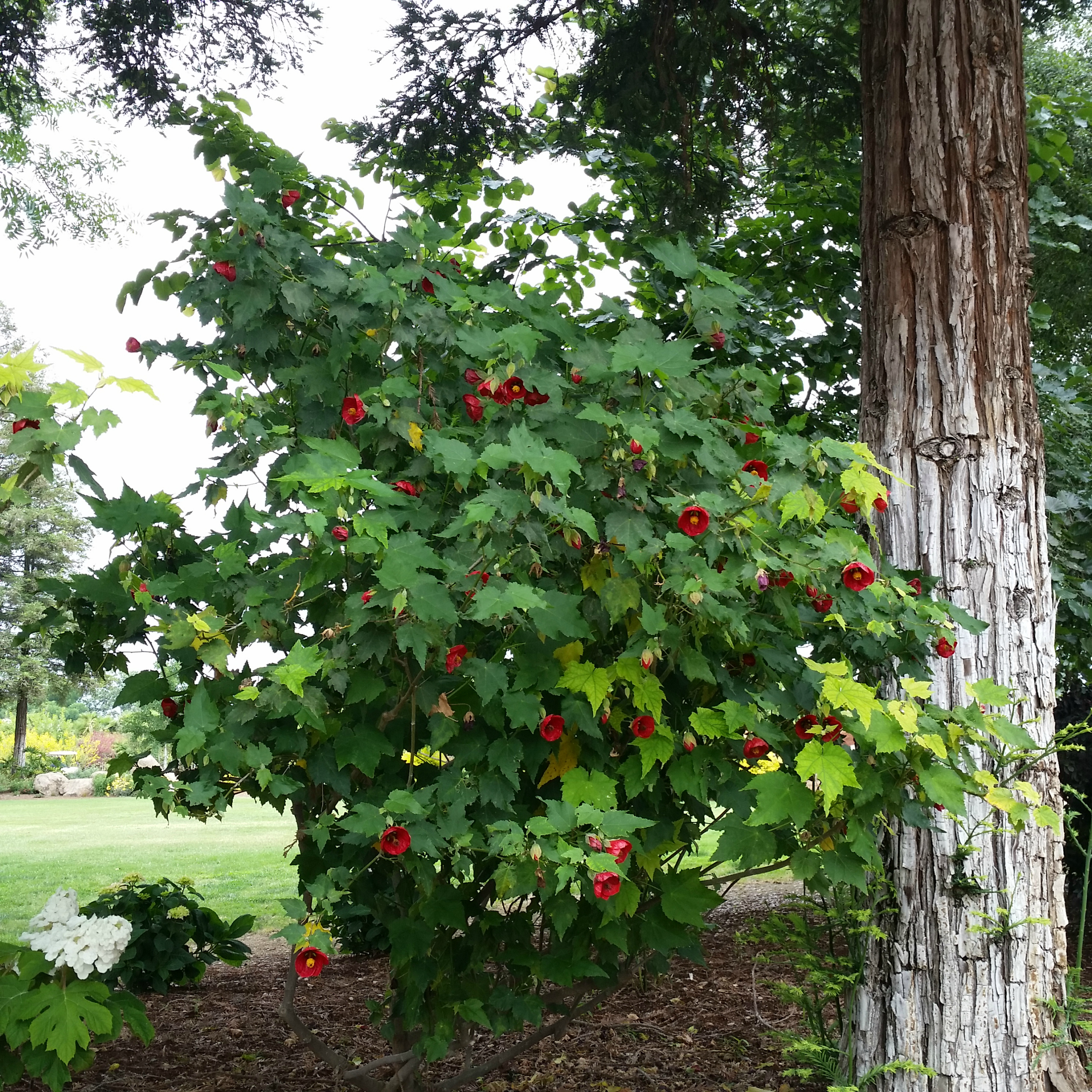 Abutilon 'Strybing Red' Flowering Maple Mid Valley Trees