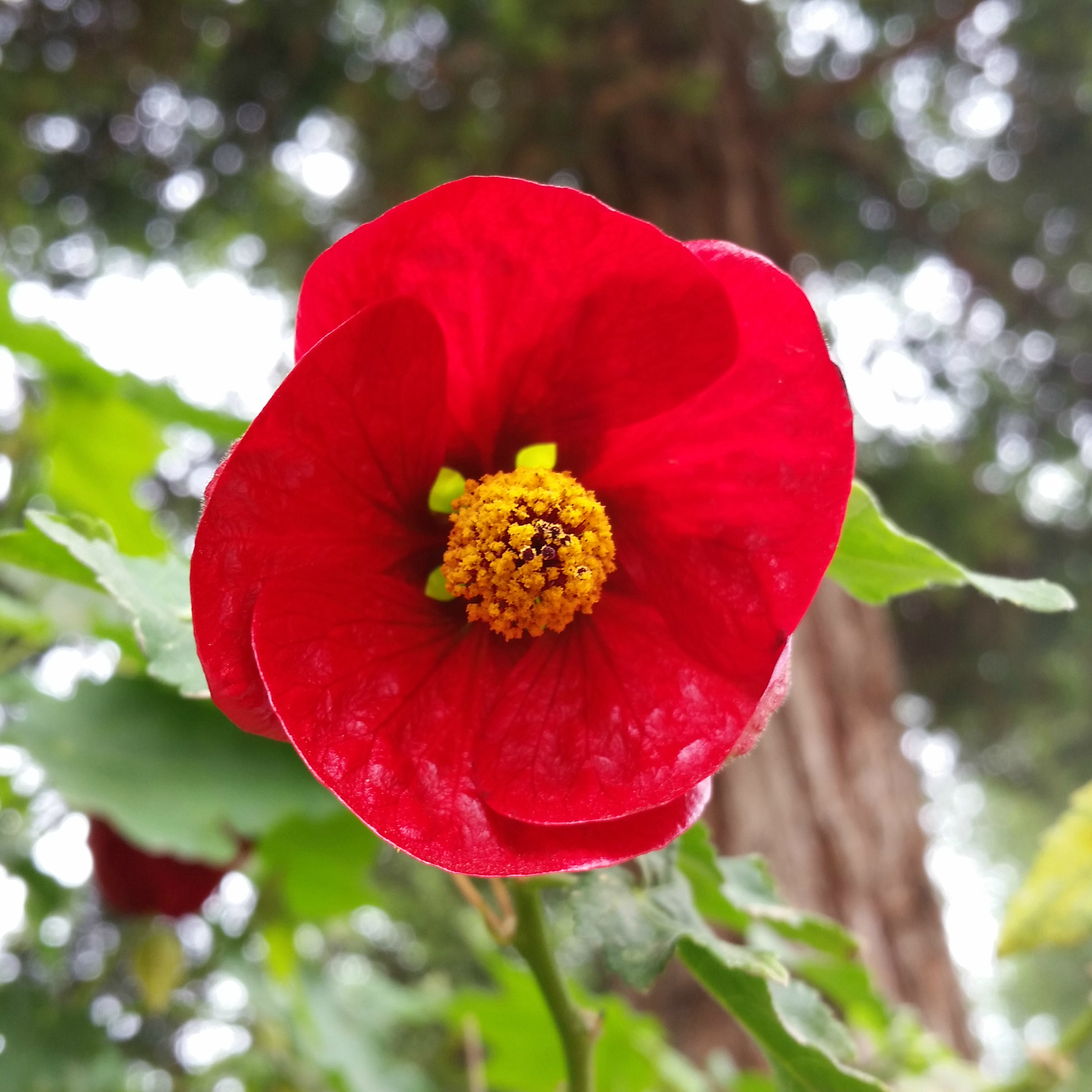 Abutilon 'Strybing Red' Flowering Maple Mid Valley Trees