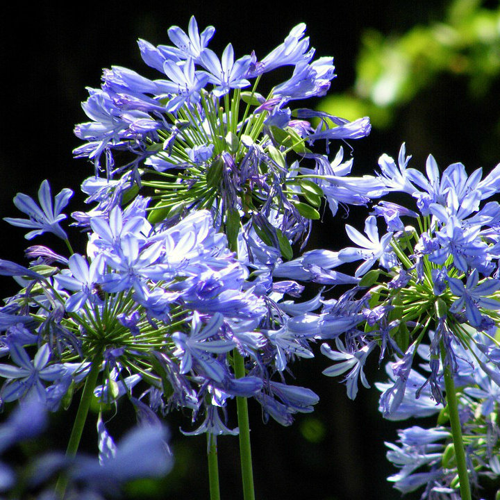 Agapanthus africanus 'Queen Anne' Lily of the Nile Mid Valley Trees