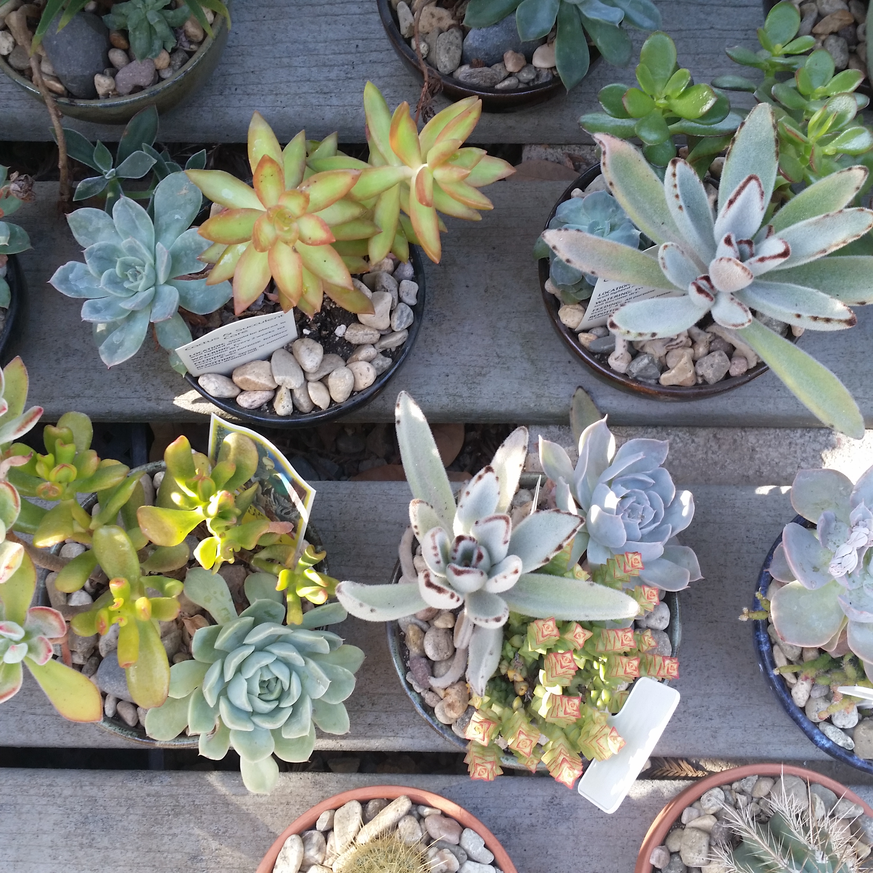 Assorted Cactus & Succulent Planters Mid Valley Trees