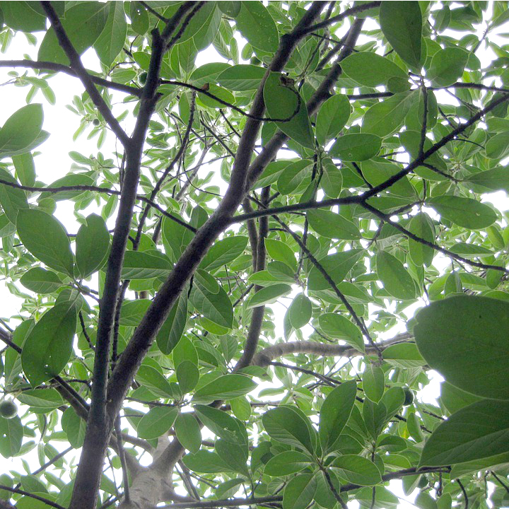 Persea americana 'Stewart' Avocado SOLD OUT Mid Valley Trees