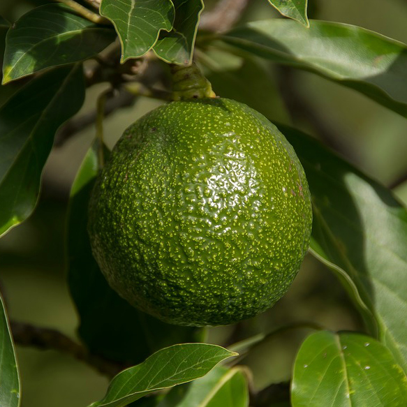 Persea americana 'Reed' Avocado Mid Valley Trees