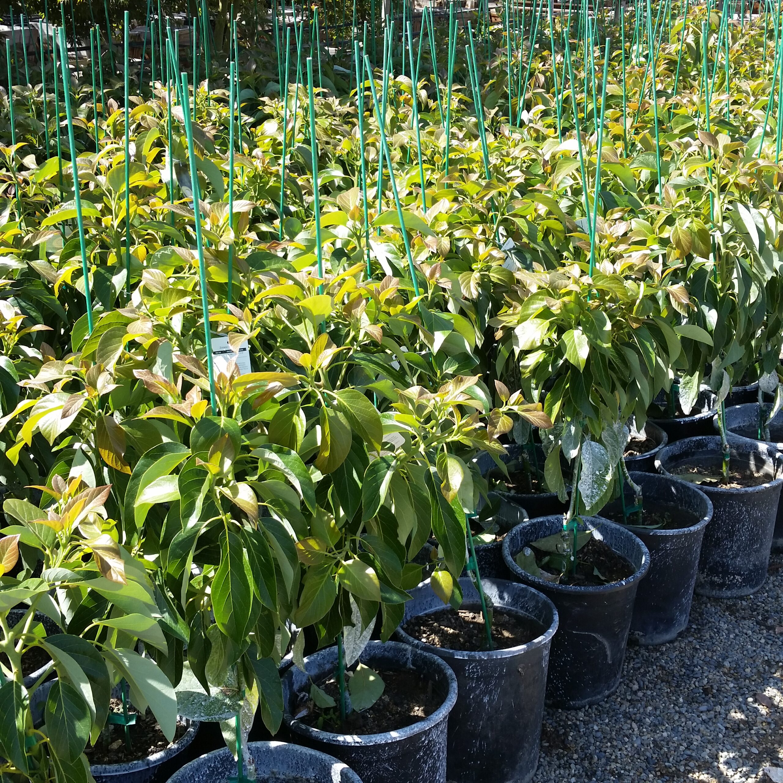 Persea americana 'Hass' Avocado Mid Valley Trees