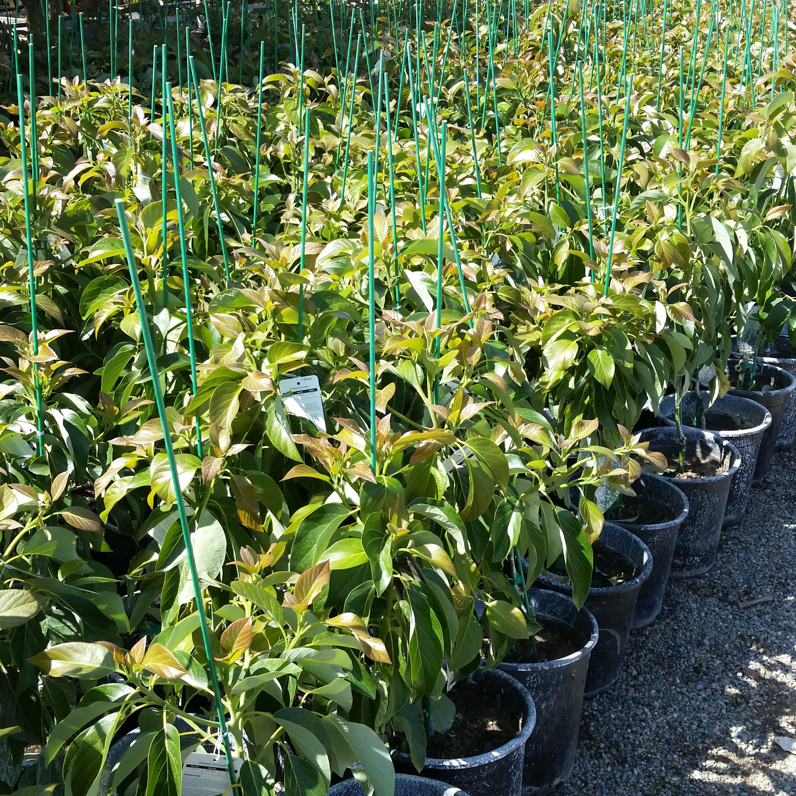 Persea americana 'Hass' Avocado Mid Valley Trees