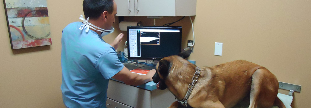 Mid Valley Veterinary Hospital Serving Van Nuys and Surrounding Areas