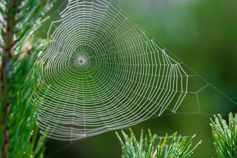 Why Don’t Spiders Stick to Their s? Midway Pest Management