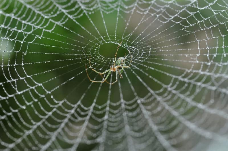 Why Don’t Spiders Stick to Their s? Midway Pest Management