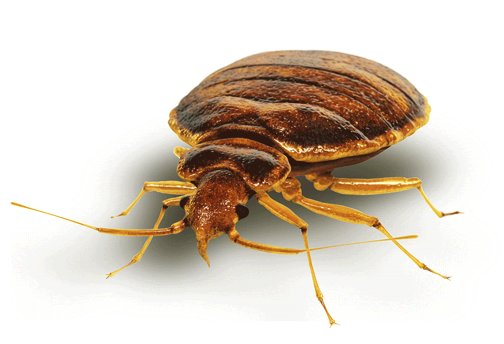 How To Get Rid of Bed Bugs, 1 Proven Bed Bug Heat Treatment