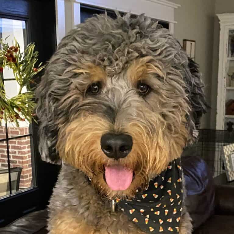 What is an Unfurnished Coat? Midwest Bernedoodles