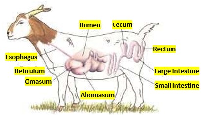 Goat Nutrition | Bailey's Bit About Nutrition - Midwestern BioAg
