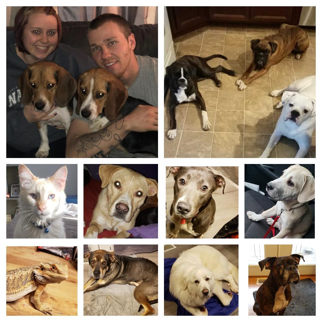 Donate to Half Way Home Animal Rescue Midwest Express Clinic