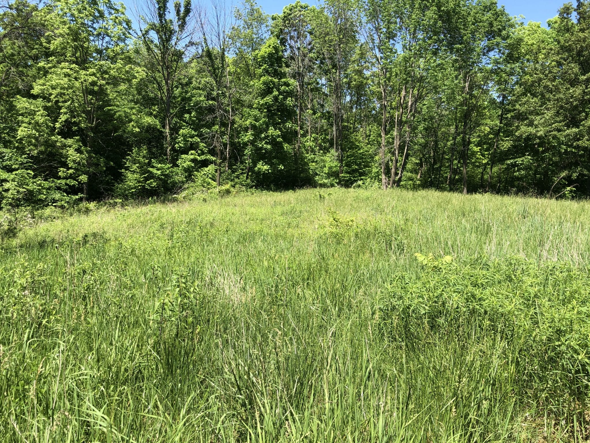 Premium hunting ground in Hancock County Midwest Farm and Land Co.