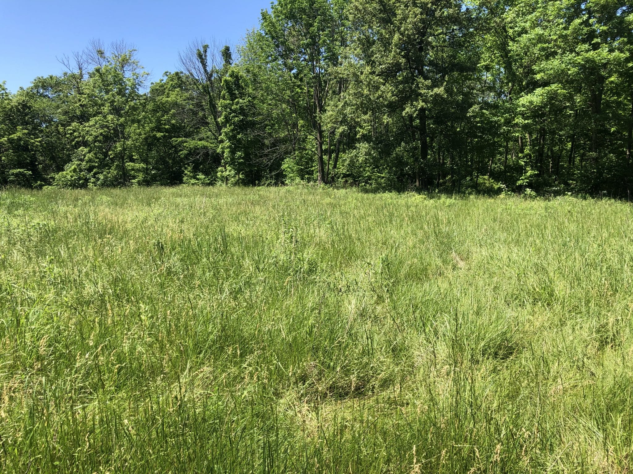 Premium hunting ground in Hancock County Midwest Farm and Land Co.