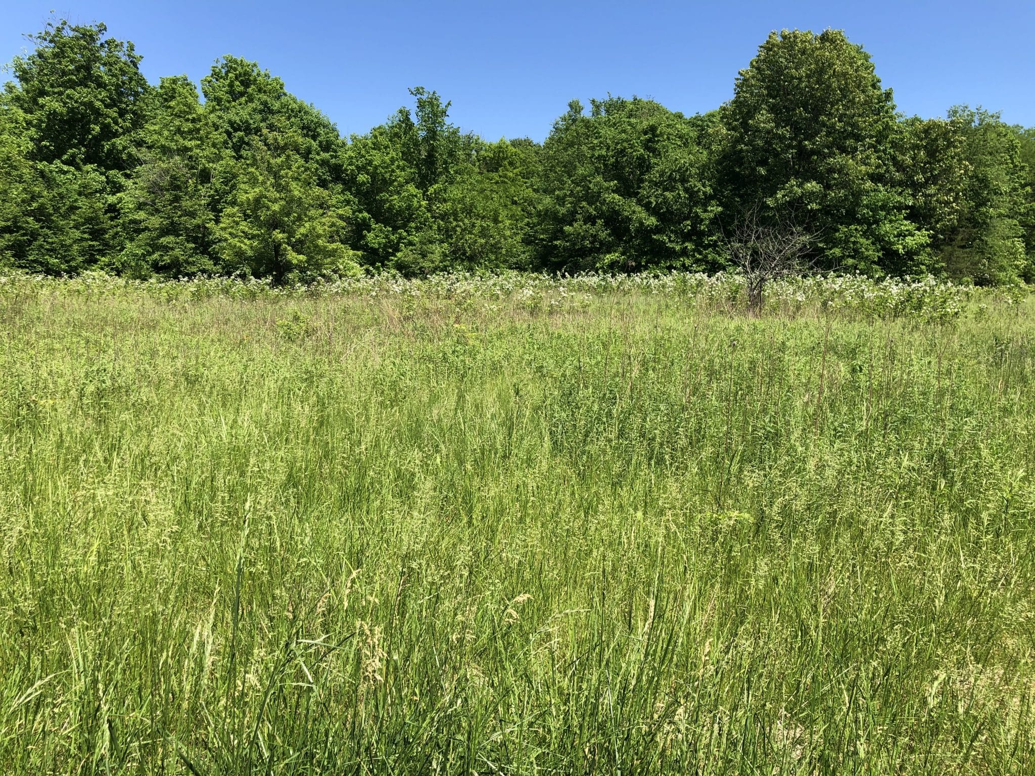 Premium hunting ground in Hancock County Midwest Farm and Land Co.