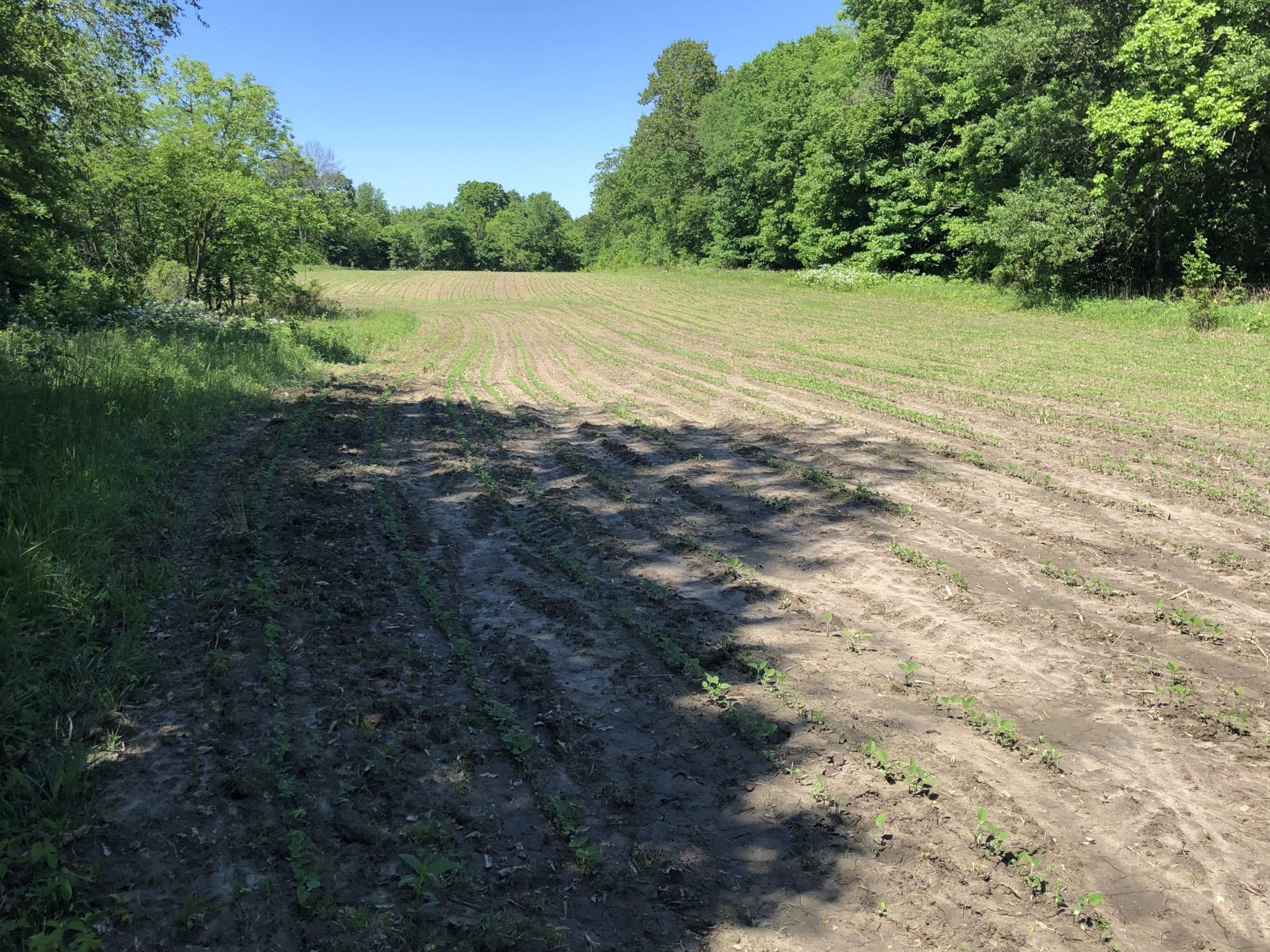 Premium hunting ground in Hancock County Midwest Farm and Land Co.