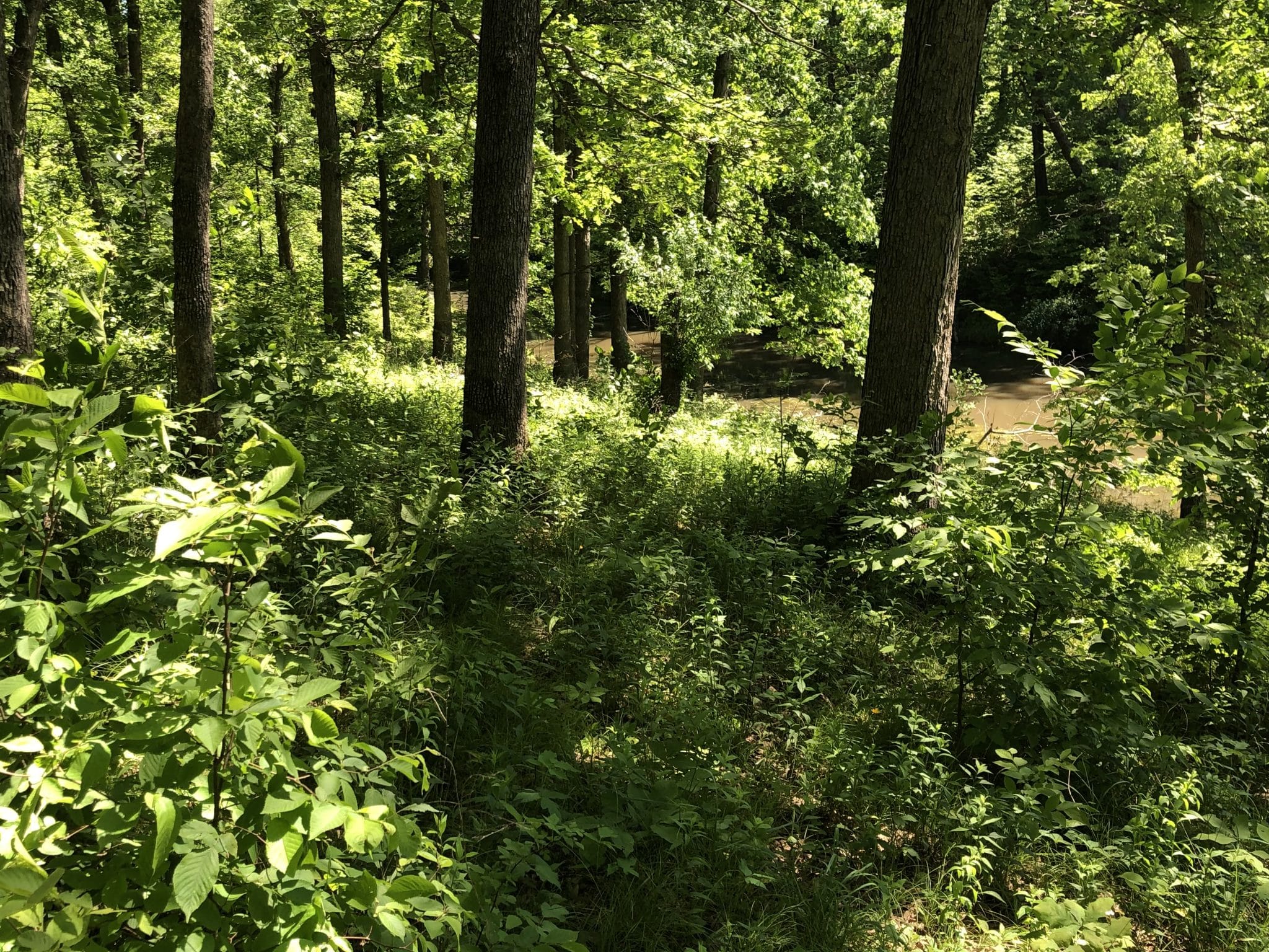 Premium hunting ground in Hancock County Midwest Farm and Land Co.