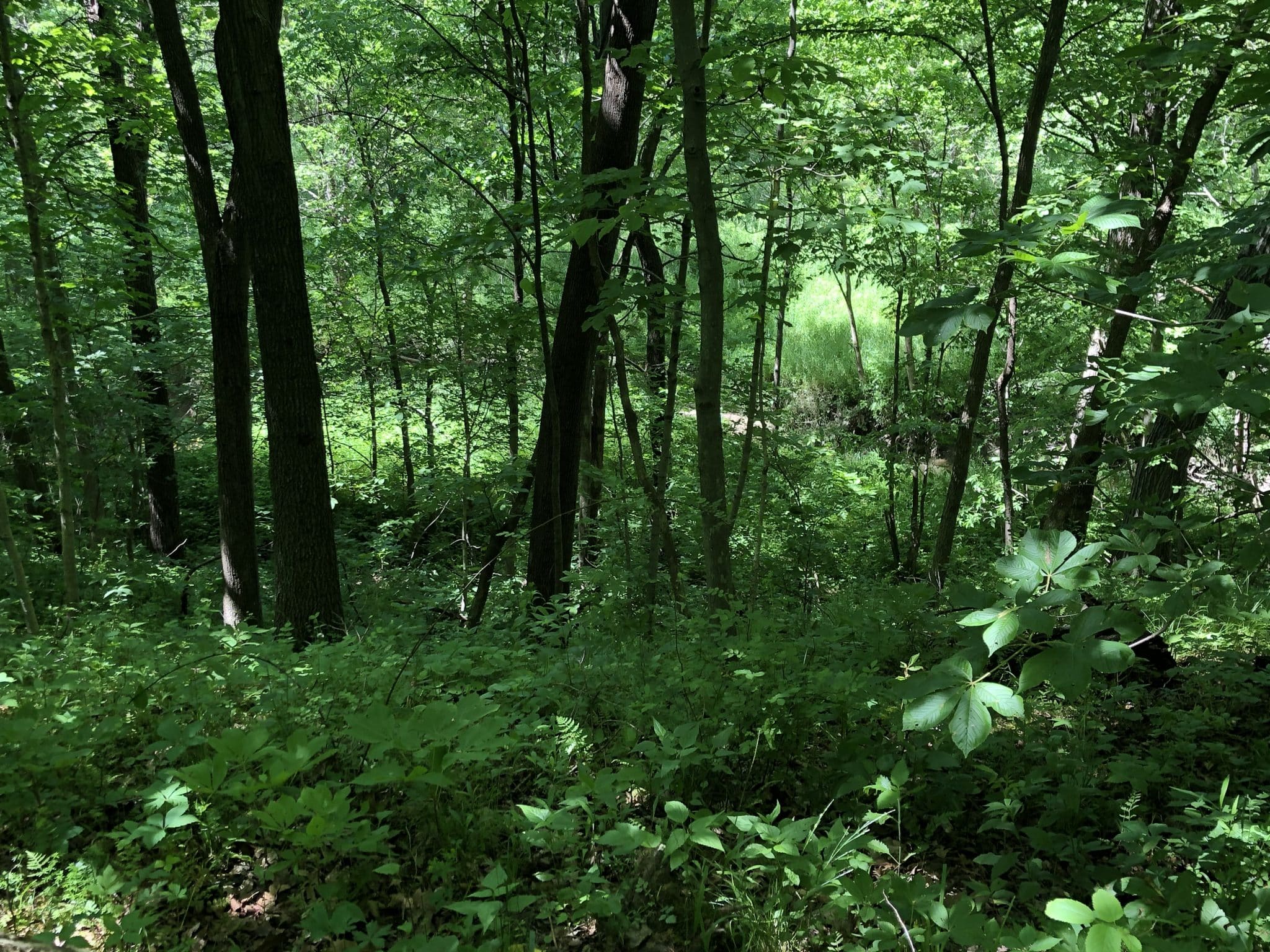 Premium hunting ground in Hancock County Midwest Farm and Land Co.