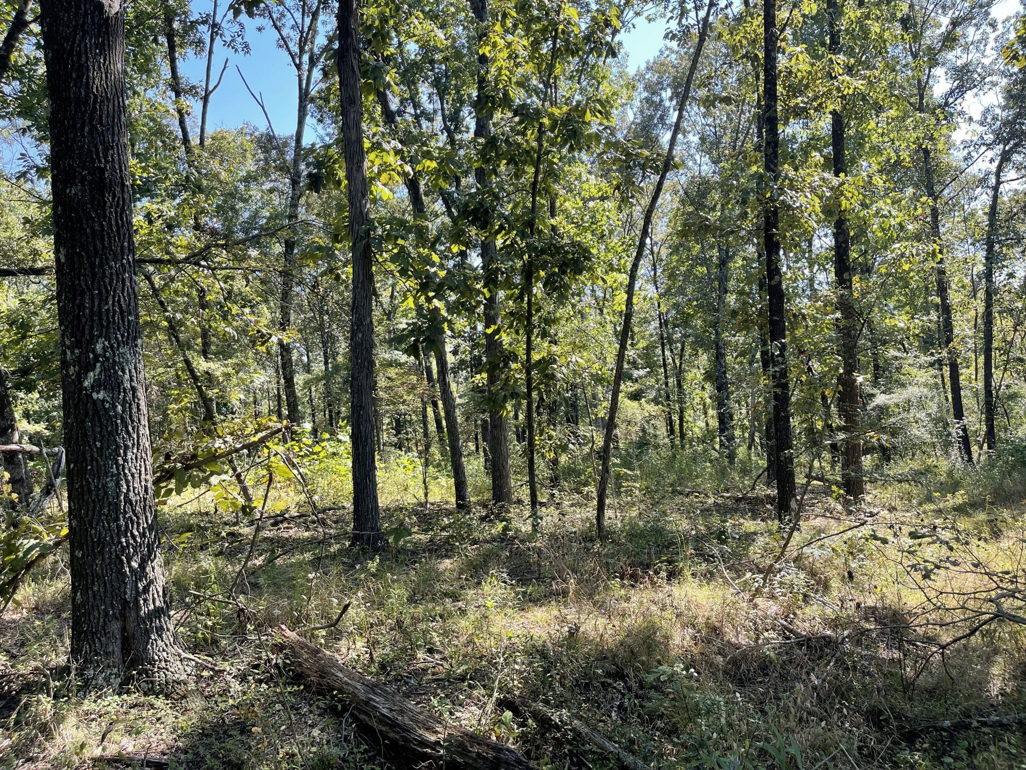 000 Meadowlark, Carrier Mills, IL 62917 (Off Market MyStateMLS Listing