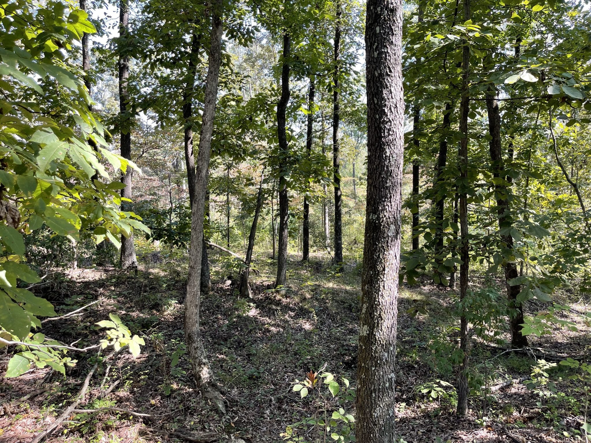 000 Meadowlark, Carrier Mills, IL 62917 (Off Market MyStateMLS Listing